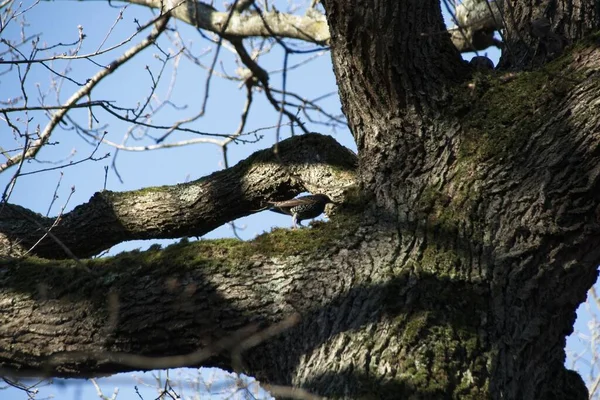 Arbre Dans Forêt — Photo