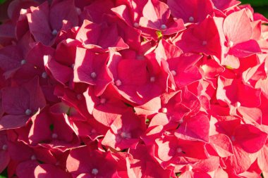 Bahçede pembe ortanca çiçekleri