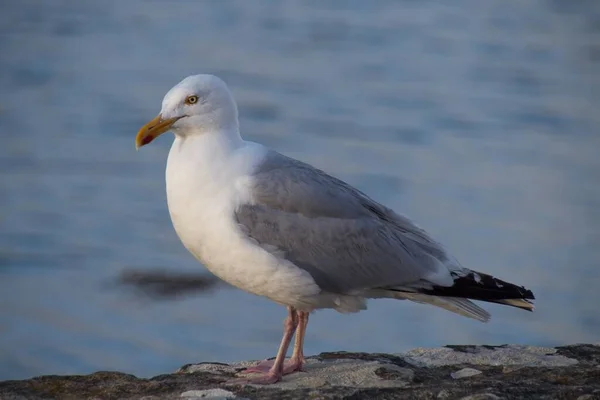 Möwe Strand — Stockfoto