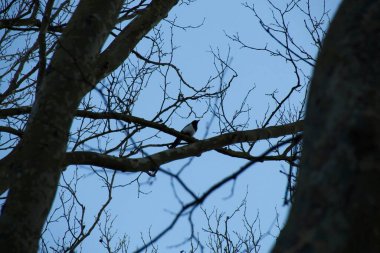 Mavi gökyüzüne karşı ağaç dalları