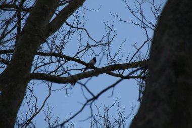 Mavi gökyüzüne karşı ağaç dalları