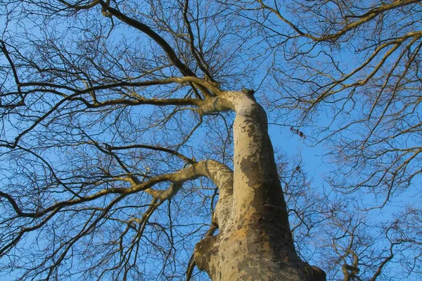 Träd Grenar Mot Blå Himmel — Stockfoto