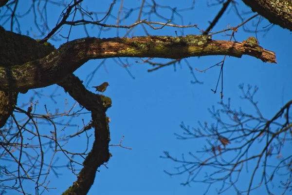 乌鸦在树枝上 — 图库照片