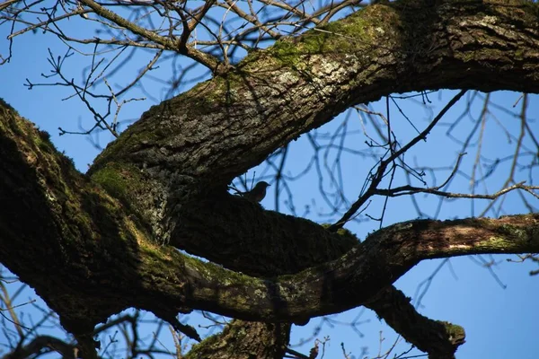 Corbeau Sur Une Branche — Photo