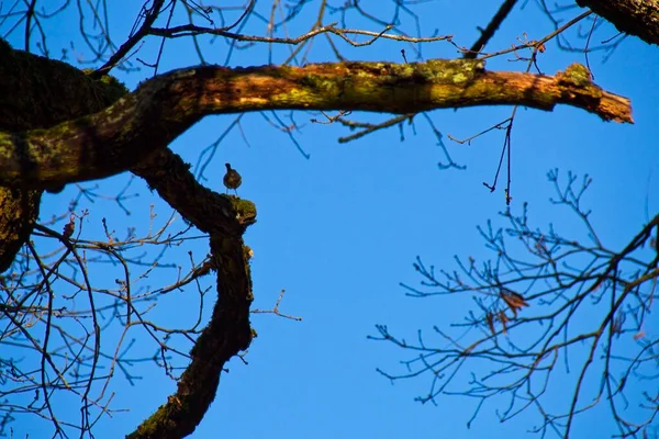 乌鸦在树枝上 — 图库照片