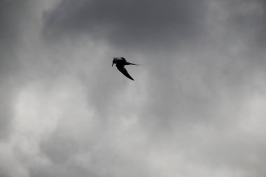 Gökyüzündeki kuş