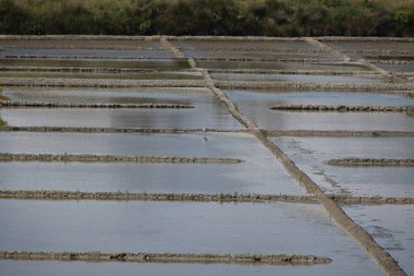 salt marsh in Brittany in summer