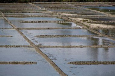 salt marsh in Brittany in summer