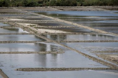 salt marsh in Brittany in summer