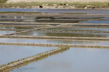 salt marsh in Brittany in summer