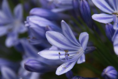 Bir çiçeğe yaklaş.