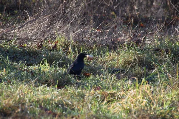 草の上の黒い鳥 — ストック写真