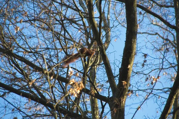 Eichhörnchen Auf Einem Baum — Stockfoto