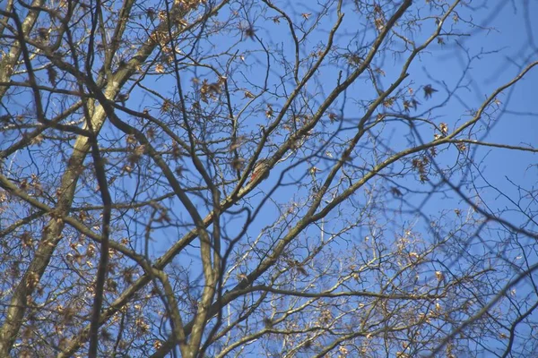 Eekhoorn Een Boom — Stockfoto