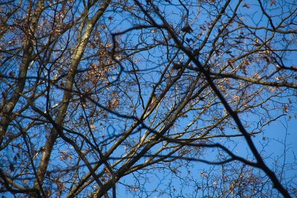 Ardilla Árbol — Foto de Stock