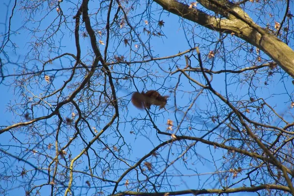 树上的松鼠 — 图库照片