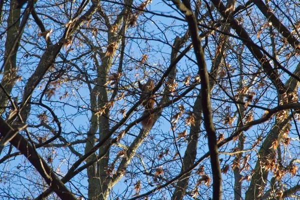 树上的松鼠 — 图库照片