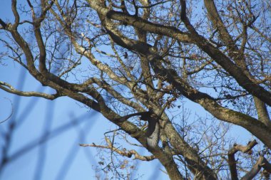 branches against blue sky background