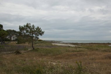 Sahildeki ağaçlar