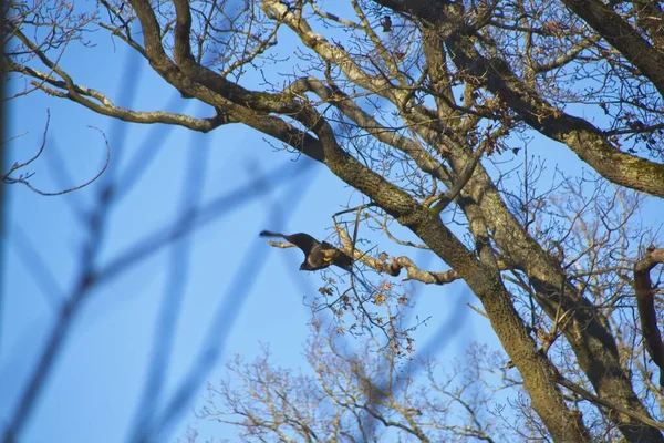 Branches Blue Sky Background — Stok fotoğraf