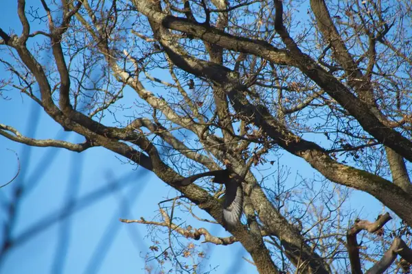 branches against blue sky background