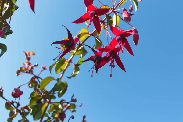 Червоне Осіннє Листя Фоні Неба — стокове фото
