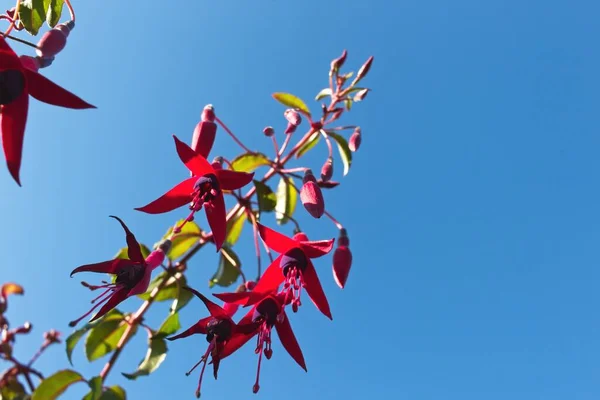 Червоне Осіннє Листя Фоні Неба — стокове фото
