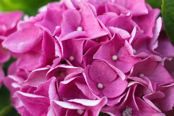 Close Pink Rose — Stock Photo, Image