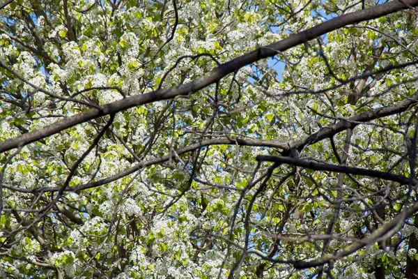 Tree Branches Sky — Foto de Stock