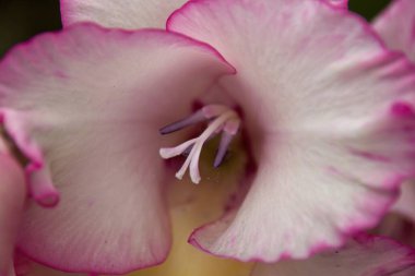 Pembe çiçeğe yaklaş.