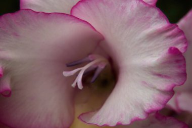 Pembe çiçeğe yaklaş.