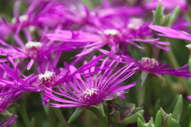 Bahçede mor çiçekler