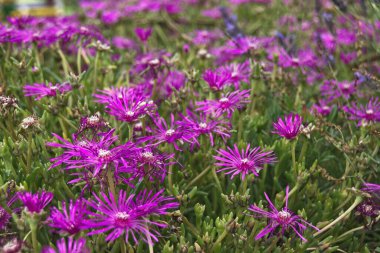 Bahçede mor çiçekler