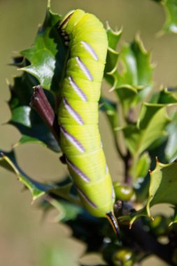 Yaprağın üzerinde yeşil tırtıl