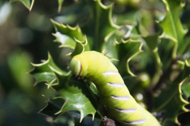 Yaprağın üzerinde yeşil tırtıl