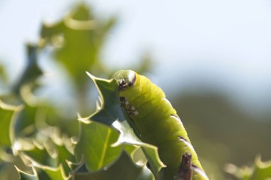 Yaprağın üzerinde yeşil tırtıl