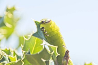 Yaprağın üzerinde yeşil tırtıl