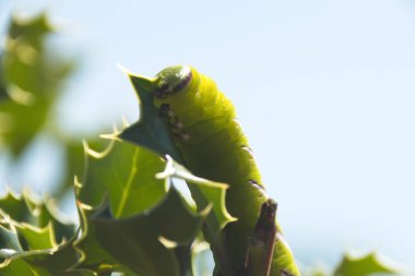 Yaprağın üzerinde yeşil tırtıl