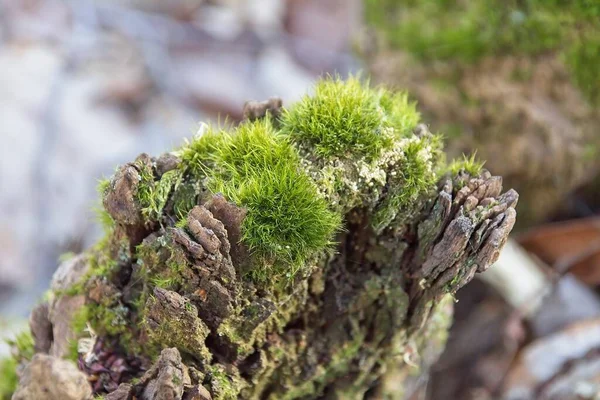 Moss Tree Morming — 图库照片