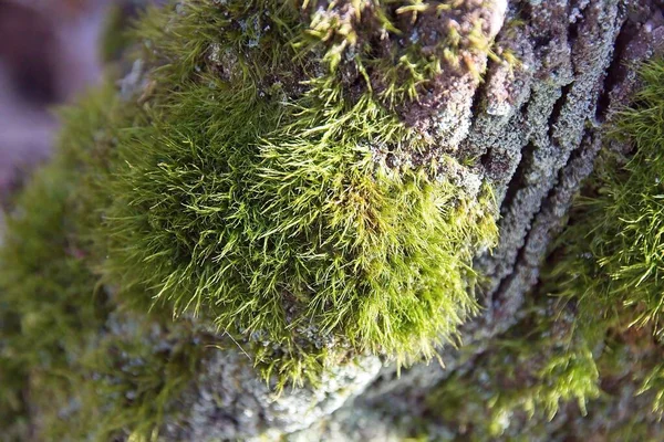 Moss Tree Morming — Stok fotoğraf