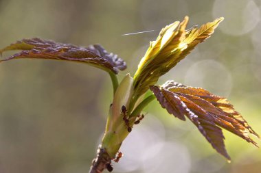 Bir dalda sonbahar yaprakları