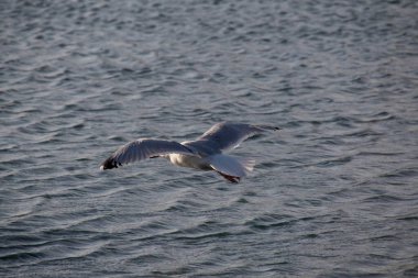 Martı gökyüzünde uçuyor.