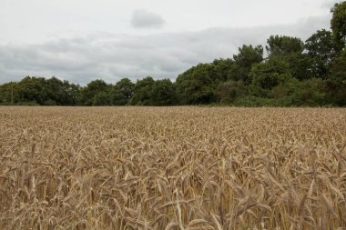 Yazın buğday tarlası