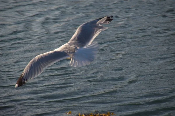 Seagull Flying Sky — Stock Photo, Image