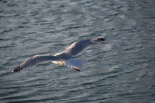 Gaviota Volando Cielo — Foto de Stock