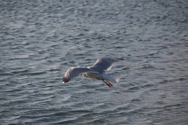 Gaivota Voando Céu — Fotografia de Stock