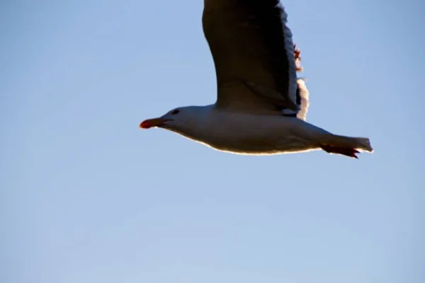 Mouette Volant Dans Ciel — Photo