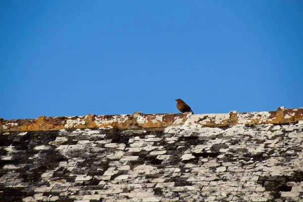岩の上の鳥 — ストック写真
