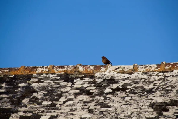 岩の上の鳥 — ストック写真