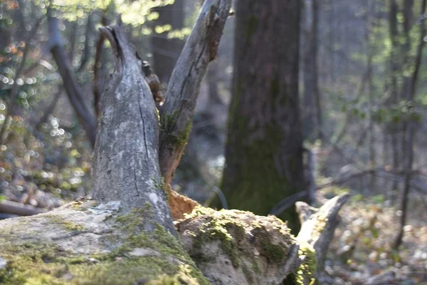 Arbre Dans Forêt — Photo